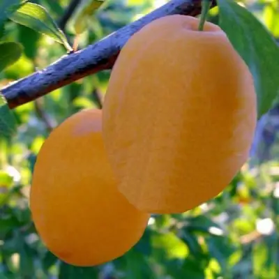 Слива НАТАША в Орше