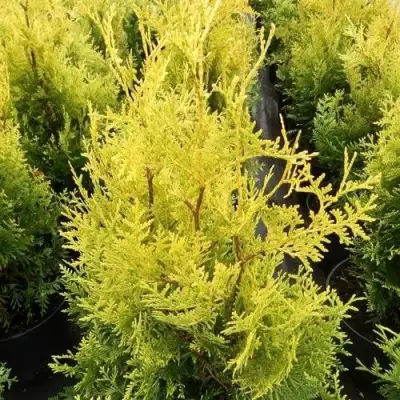 Туя ГОЛДЕН БРАБАНТ западная в Орше