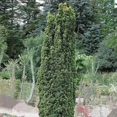 Тис ФАСТИГИАТА РОБУСТА  ягодный  в Орше