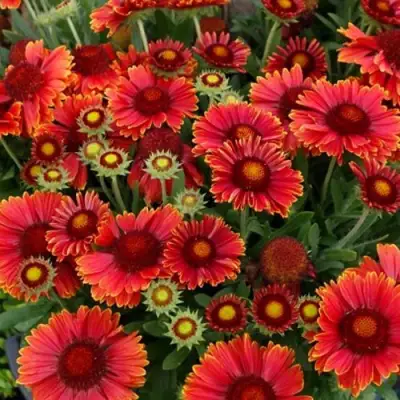 Гайлардия АРИЗОНА РЕД ШЕЙДС в Орше