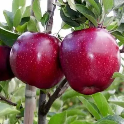 Яблоня РЕД ДЕЛИШЕС в Орше