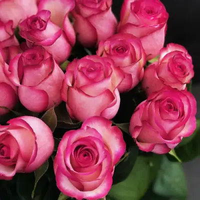 Роза КАРУСЕЛЬ чайно-гибридная в Орше