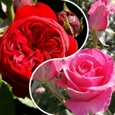 Комплект РОМАНТИЧЕСКИЙ БУКЕТ в Орше