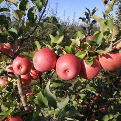Яблоня ЧЕМПИОН РЕНО в Орше