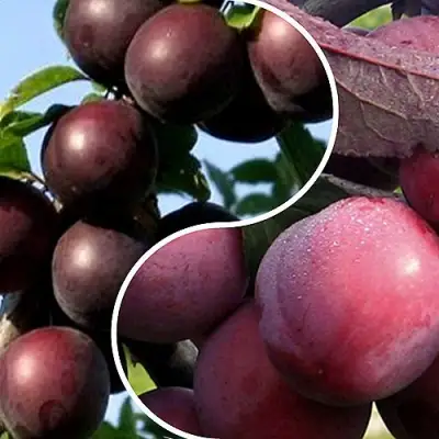 Комплект ИЗЮМИНКА САДА в Орше