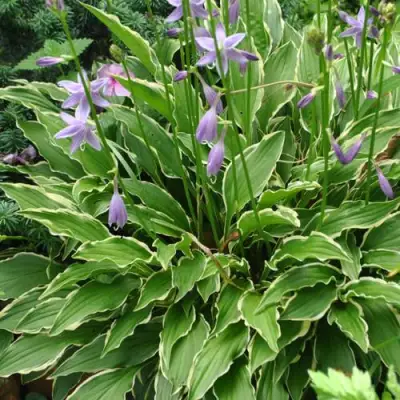 Хоста СТИЛЕТТО гибридная в Орше