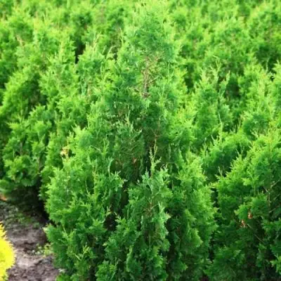 Туя СПИРАЛИС западная в Орше