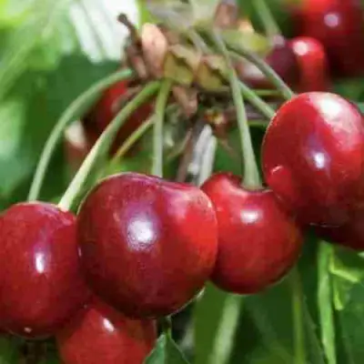 Дюк ИГРУШКА в Орше