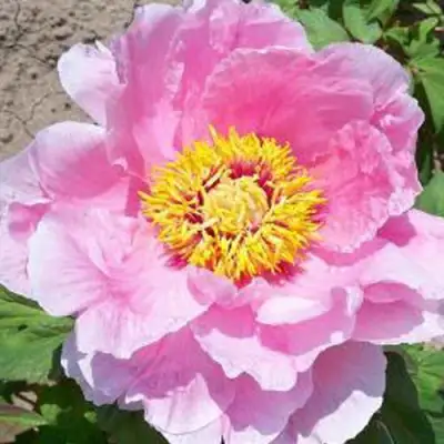 Пион МАРАМАЦУ-ЗАКУРА древовидный в Орше