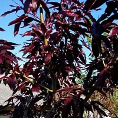 Персик БУРГУНДИ краснолистный в Орше