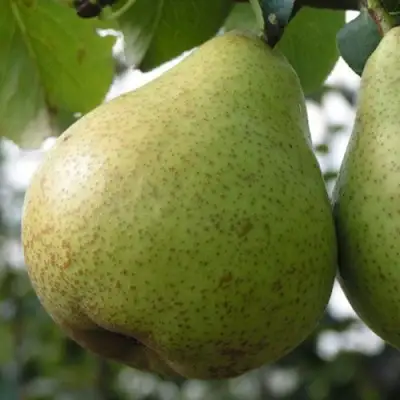 Груша ПЛАТОНОВСКАЯ в Орше