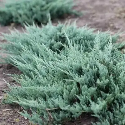 Можжевельник БЛЮ ЧИП горизонтальный  в Орше