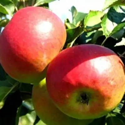 Яблоня СОКОЛОВСКОЕ стелющаяся в Орше