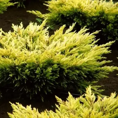 Можжевельник ЛАЙМ ГЛОУ горизонтальный  в Орше