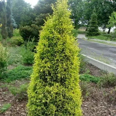 Можжевельник ГОЛД КОН обыкновенный в Орше