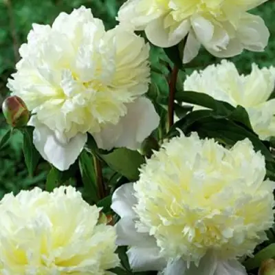 Пион ЛАУРА ДЕСЕРТ травянистый в Орше