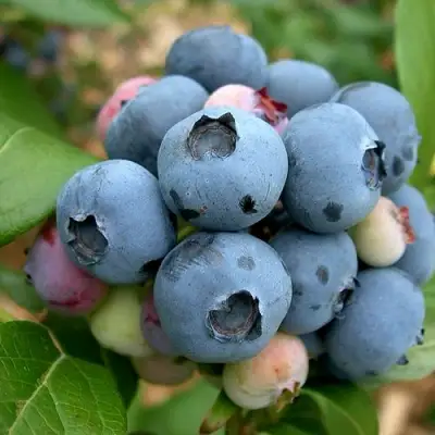 Голубика КОЛЛИНЗ в Орше