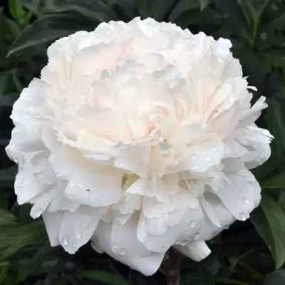 Пион БРАЗЕР ЧАК травянистый в Орше