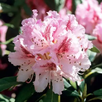 Рододендрон ЧИР в Орше