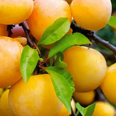 Слива МЕДОВАЯ ЖЁЛТАЯ в Орше