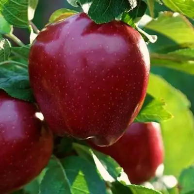 Яблоня РЕД ЧИФ в Орше