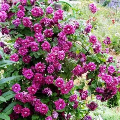 Клематис ПУРПУРЕА ПЛЕНА ЭЛЕГАНС в Орше