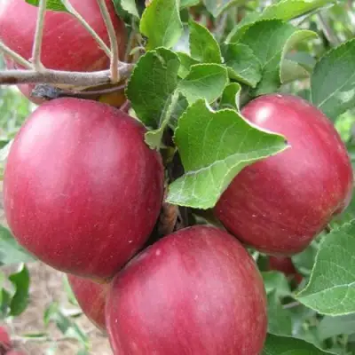 Яблоня МОСКОВСКОЕ ОЖЕРЕЛЬЕ колонновидная в Орше