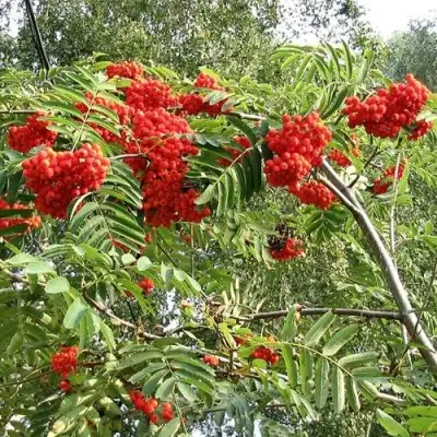 Рябина САХАРНАЯ ПЕТРОВА сладкоплодная в Орше