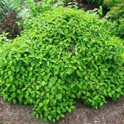 Дерен КЕЛСЕИ шелковистый  в Орше