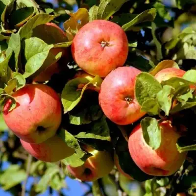 Яблоня ЯБЛОЧНЫЙ СПАС в Орше