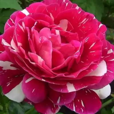 саженцы розы Пестрая Фантазия