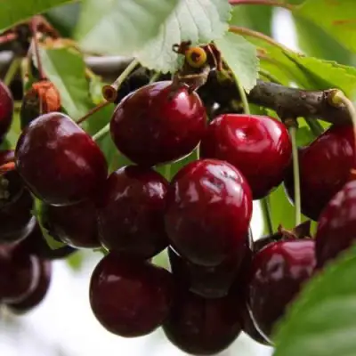 Вишня НОВОДВОРСКАЯ в Орше