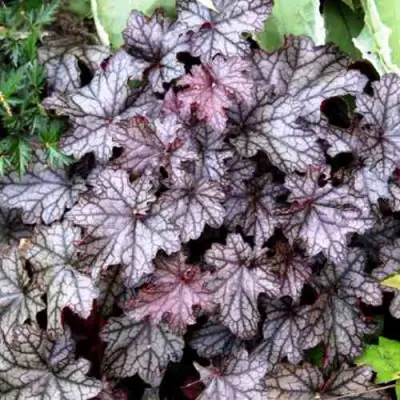 Гейхера ШУГА ФРОСТИНГ в Орше