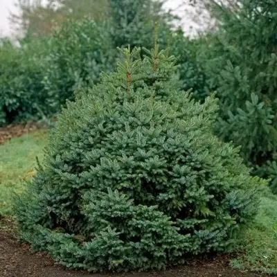 Ель НАНА сербская в Орше