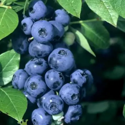 Голубика НОРТ КАНТРИ в Орше