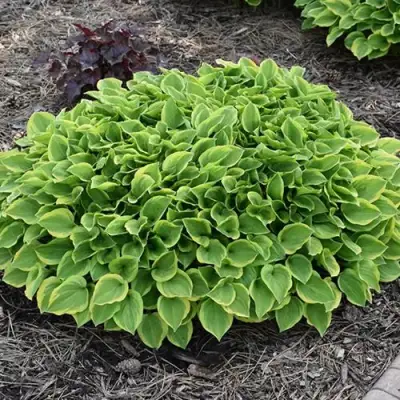 Хоста ГОЛДЕН ТИАРА в Орше