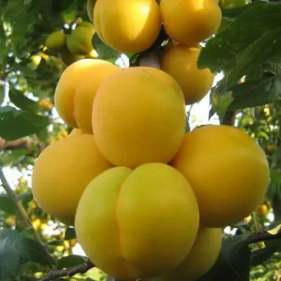 Слива ЛОДВА в Орше