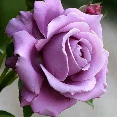 Роза МАЙЗЕР чайно-гибридная в Орше