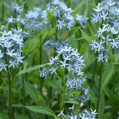 Амсония иволистная в Орше