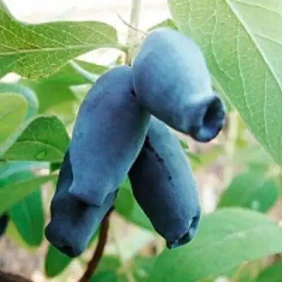 Жимолость съедобная АМФОРА в Орше