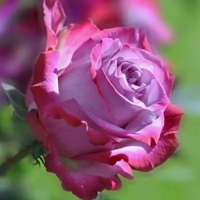 Роза ДИП ВОТЕР чайно-гибридная в Орше