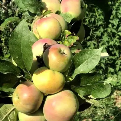 Яблоня ПРИОКСКОЕ колонновидная в Орше