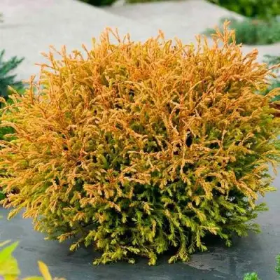 Туя ГОЛДЕН ТАФФЕТ западная в Орше