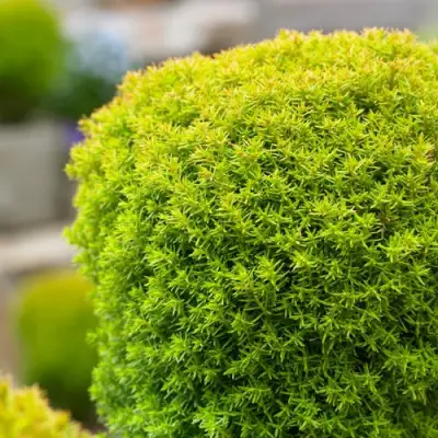 Туя АННИЕК западная в Орше