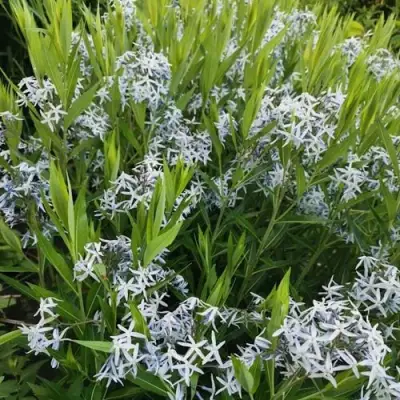 Амсония иволистная в Орше