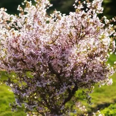 Сакура КОЙО НО МАЙ в Орше