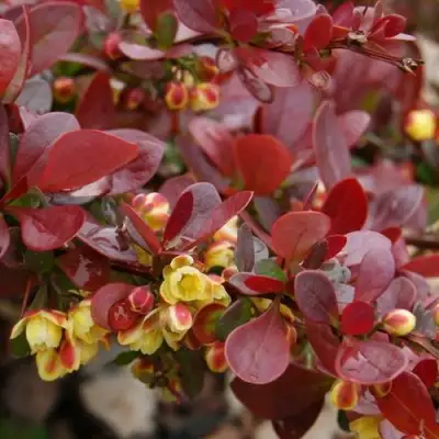 Барбарис КАРМЕН тунберга в Орше