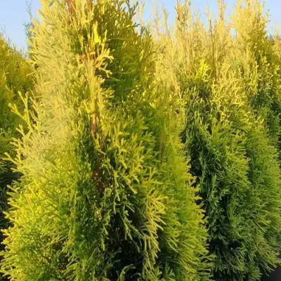 Туя ГОЛДЕН СМАРАГД западная в Орше