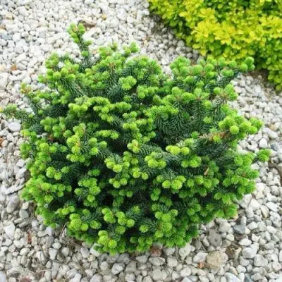 Пихта НАНА бальзамическая в Орше