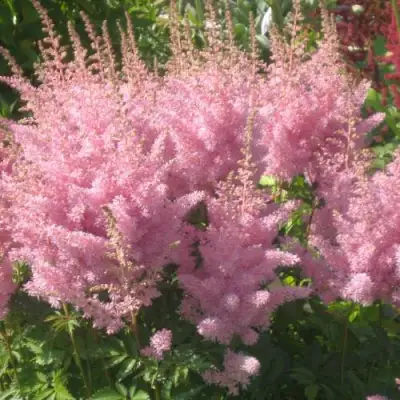 Астильба ЭДЕНС ОДИССЕЙ Арендса в Орше